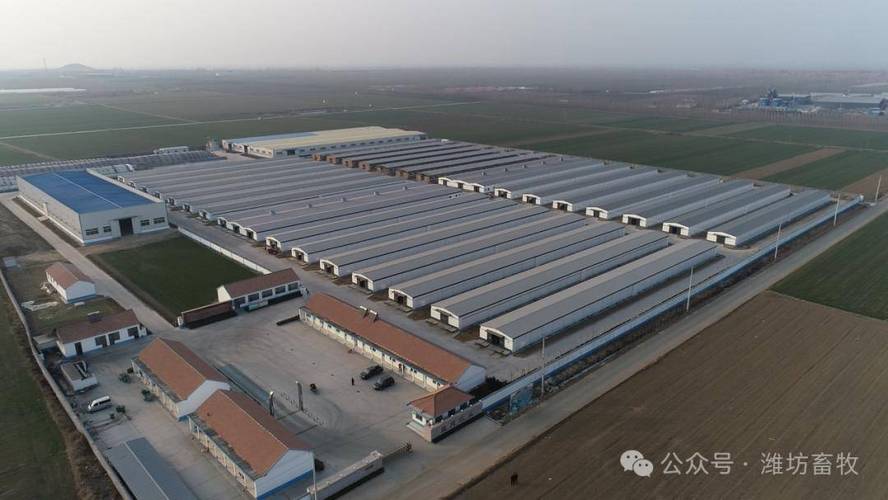 立足肉鸡养殖优势，打造全产业链发展新高地