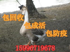 精品推荐 沭阳县龙庙龙发孵化场——专业禽畜孵化，品质铸就信赖